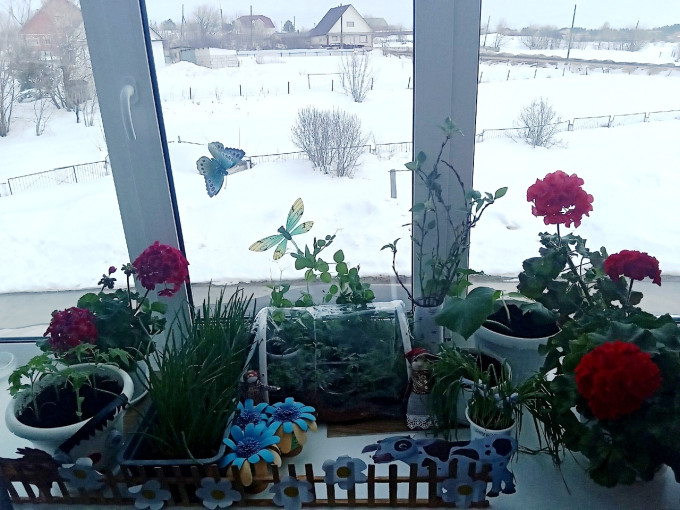 Огород на подоконнике Огород на подоконнике.